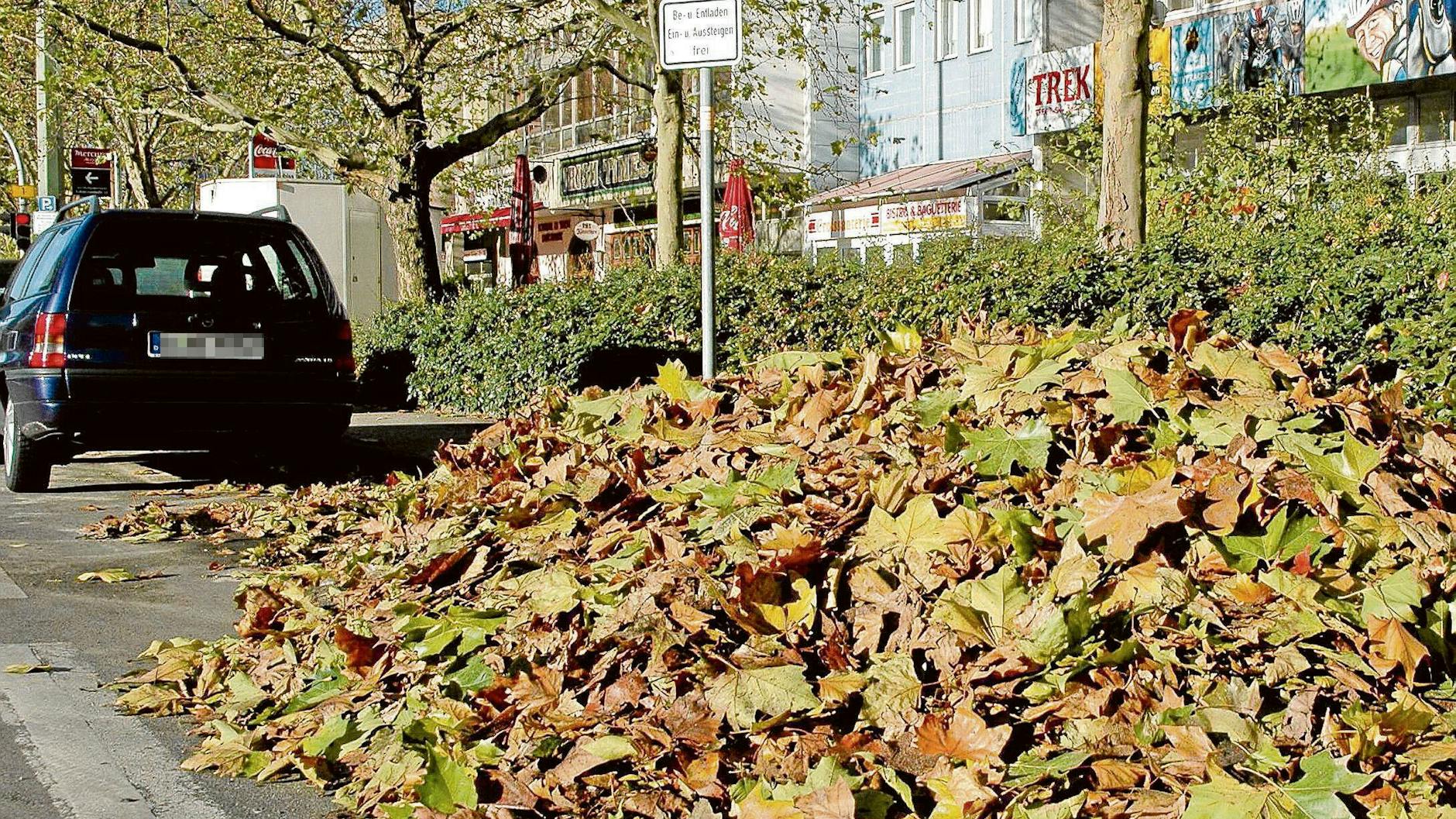 Das konsequente Einsammeln des Laubs ist wichtig, damit sich die Motte nicht ausbreiten kann. Dahr sollten die Blätterhaufen auf den Straßen auch schnell abgeholt werden.