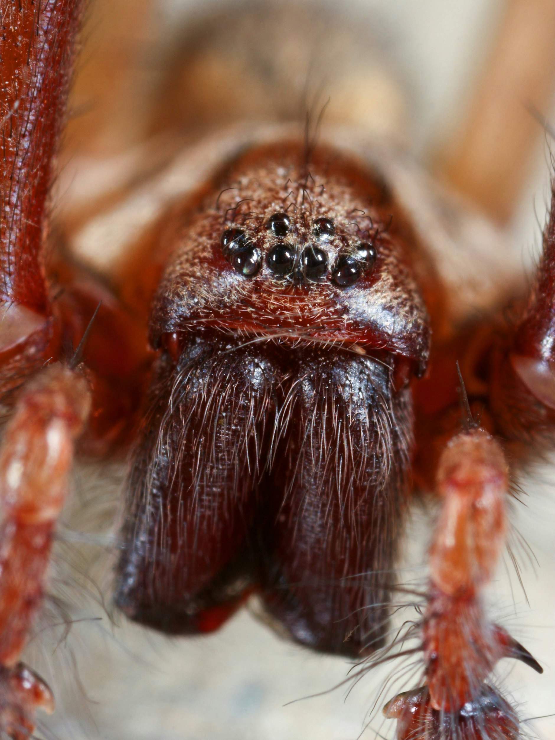 Die Augen der Hauswinkelspinne sehen beinahe zutraulich aus.