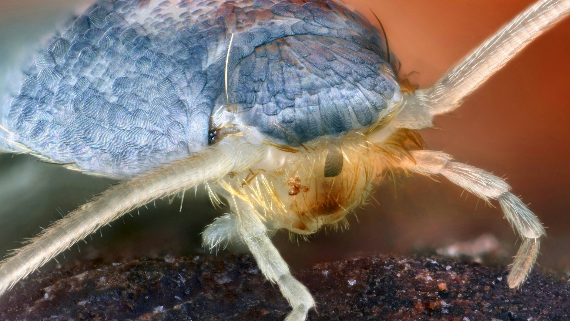 Silberfische sind auf den ersten Blick scheußlich - aber stark vergrößert sehen sie einfach faszinierend aus.