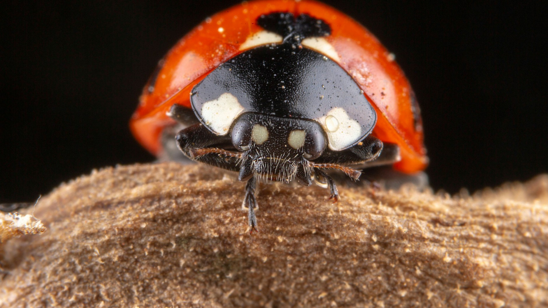 Marienkäfer sind sowieso schon putzig - aber aus der Nähe betrachtet gleich noch niedlicher.