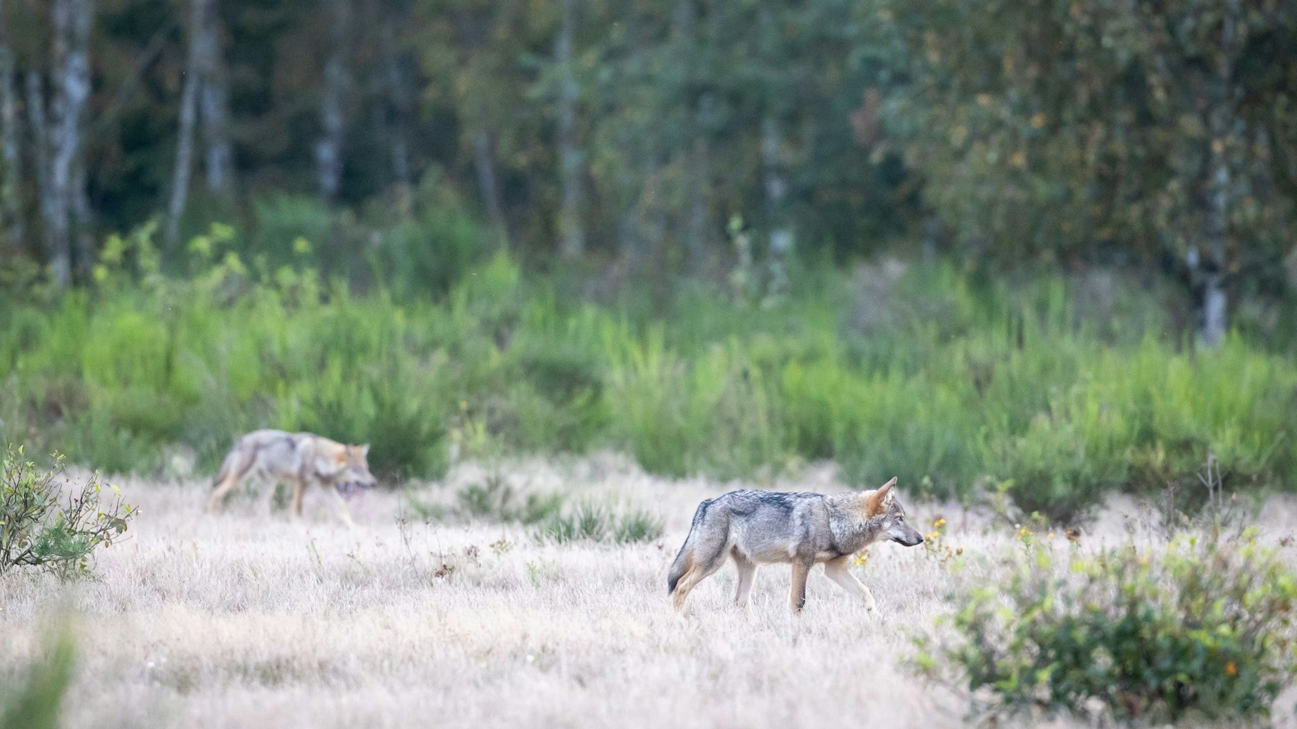 Diese Wölfe wurden 30 Kilometer vom Alexanderplatz entfernt gesichtet. Dort hat sich erstmals ein Wolfsrudel angesiedelt.