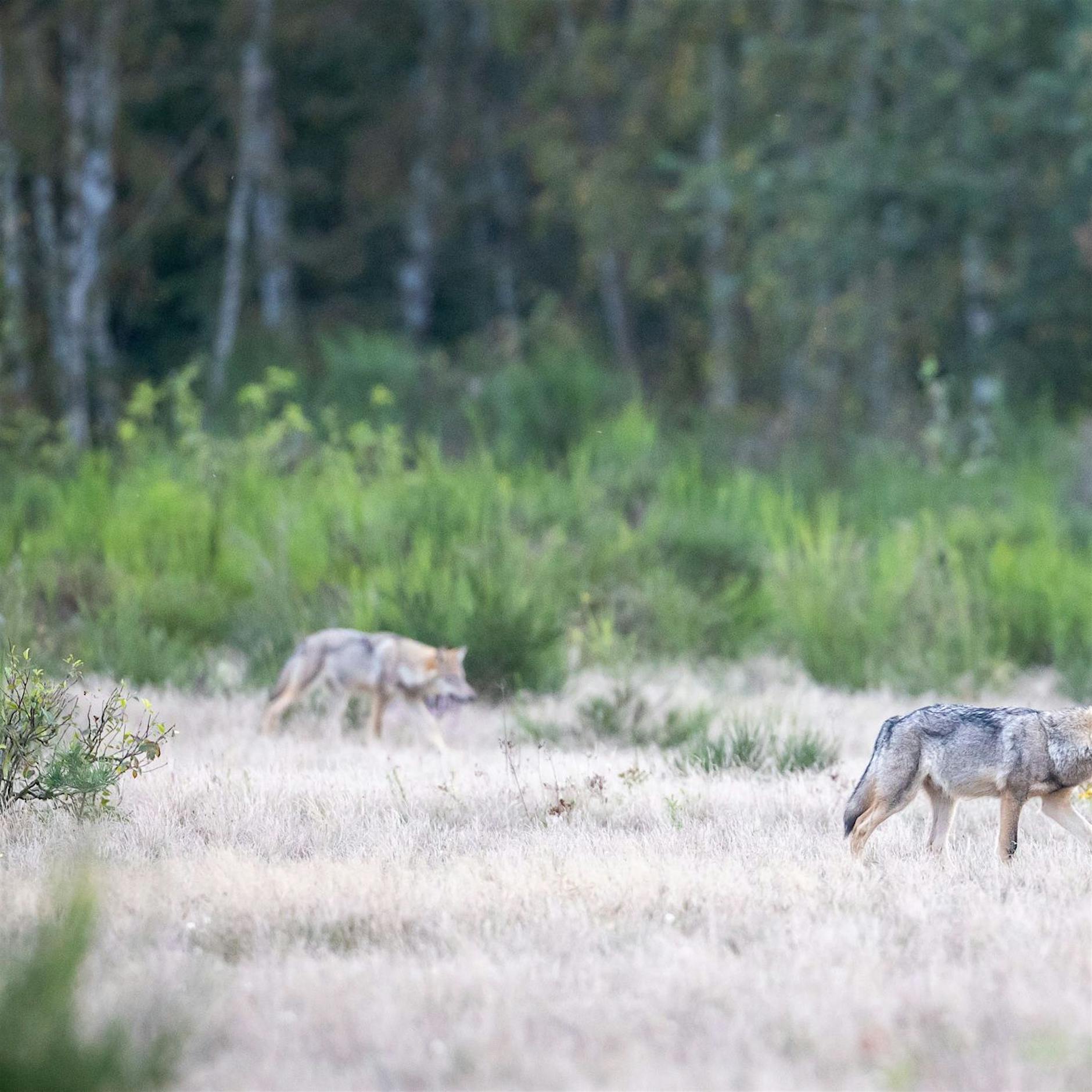 Rückkehr der Wölfe: Wolfsrudel innerhalb des Berliner Rings entdeckt