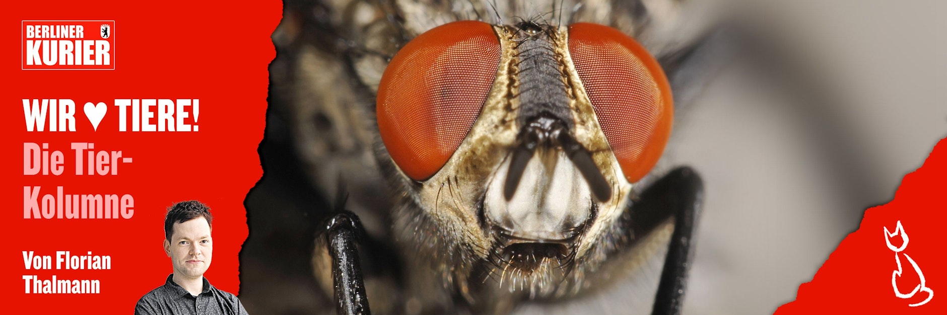 Viele Menschen mögen Insekten nicht besonders - doch wer sie aus der Nähe betrachtet, erlebt sie mit Faszination.