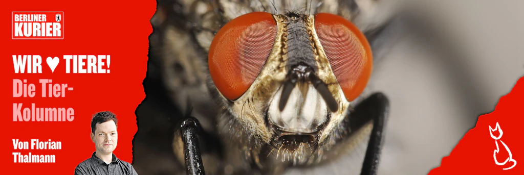 Faszinierend! Silberfische, Fruchtfliegen, Hauswinkelspinnen: SO haben Sie die Insekten in Ihrer Wohnung noch nie gesehen