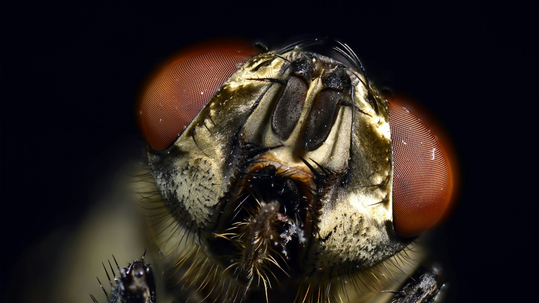 Die Stubenfliege verfügt über faszinierende Facettenaugen.