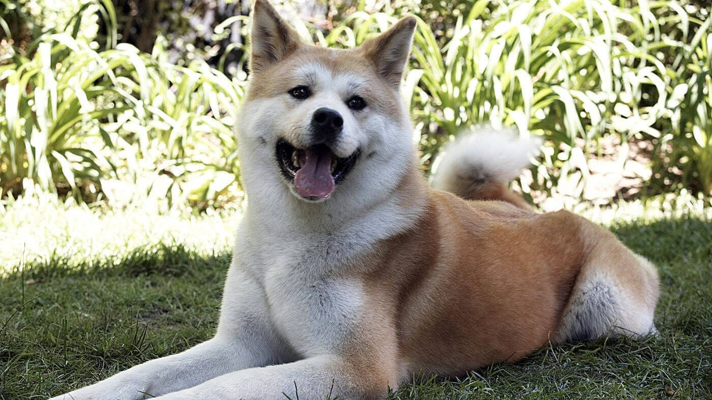 Der schwedische Regisseur Lasse Hallström verfilmte die wahre Geschichte 2009 mit Richard Gere, hier Filmhund Hachiko.