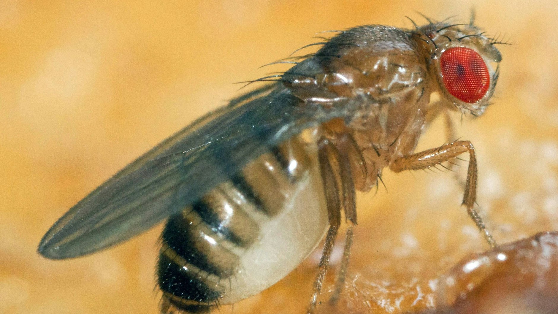 Eine Obstfliege im Detail. 