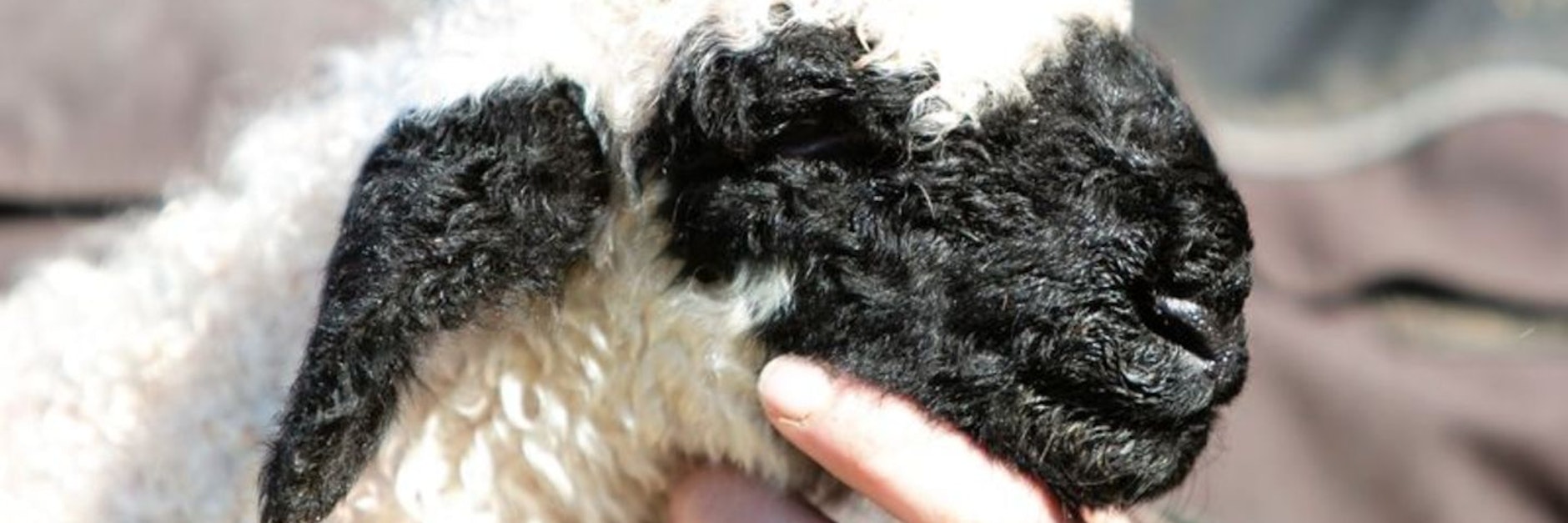 Söckchen ist ein Walliser Schwarznasenschaf (Symbolbild).