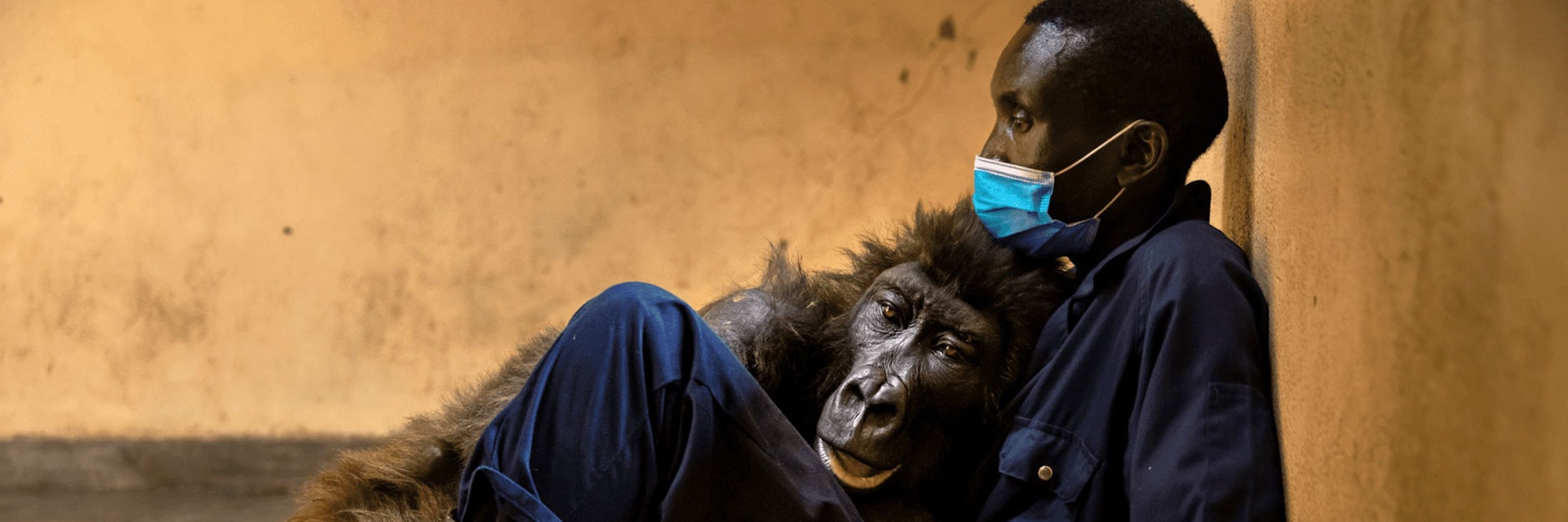 Das sterbende Berggorillaweibchen namens&nbsp;Ndakasi liegt in den Armen des Pflegers&nbsp;Andre Bauma.