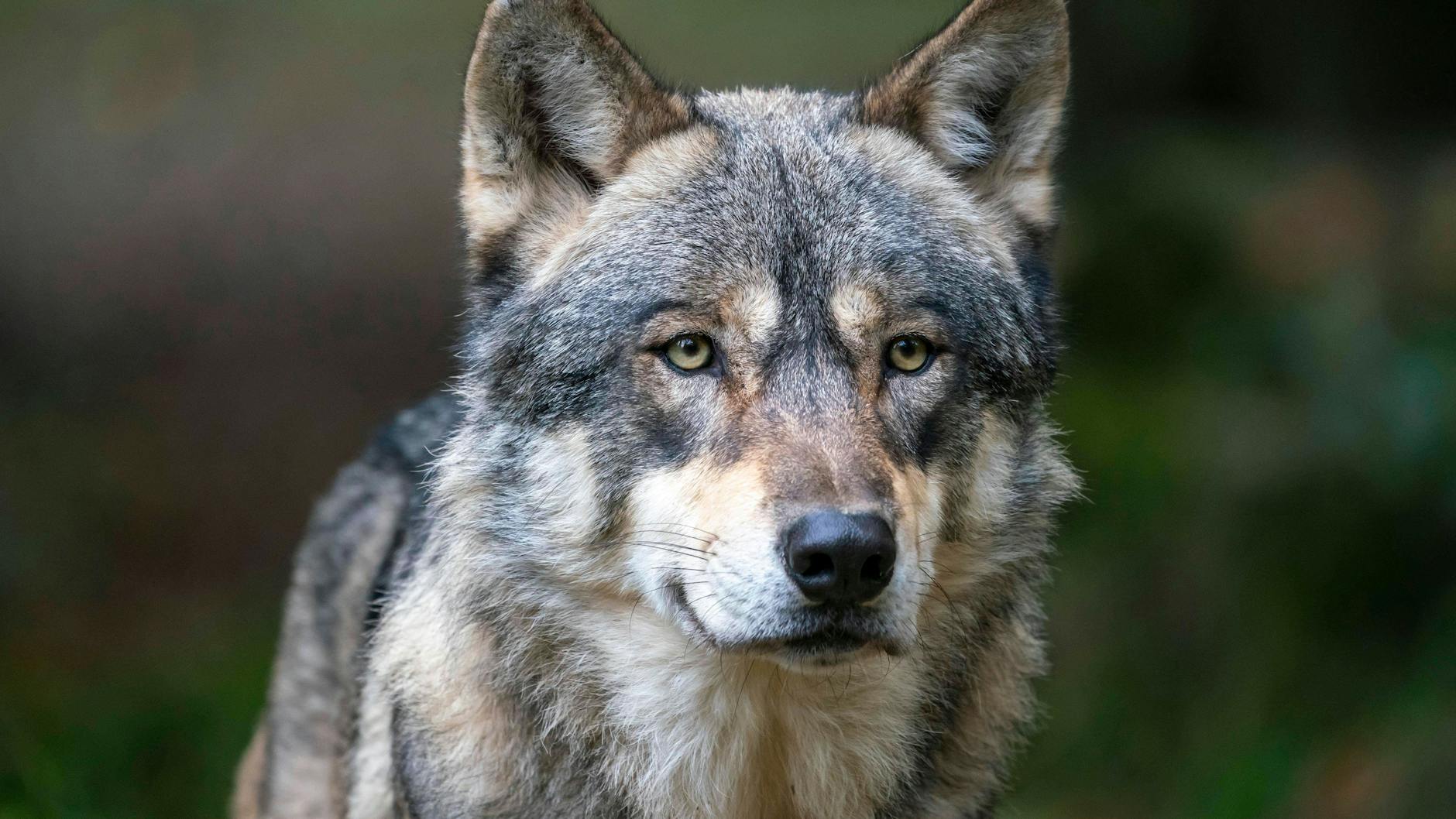 Wölfe können meist nur in Wildparks fotografiert werden, die Begegnung in freier Wildbahn ist selten.