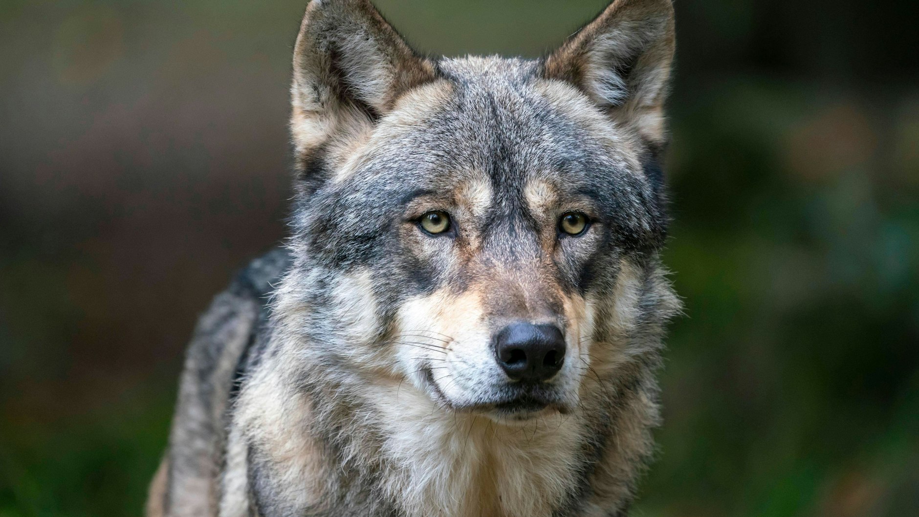 Wölfe können meist nur in Wildparks fotografiert werden, die Begegnung in freier Wildbahn ist selten.