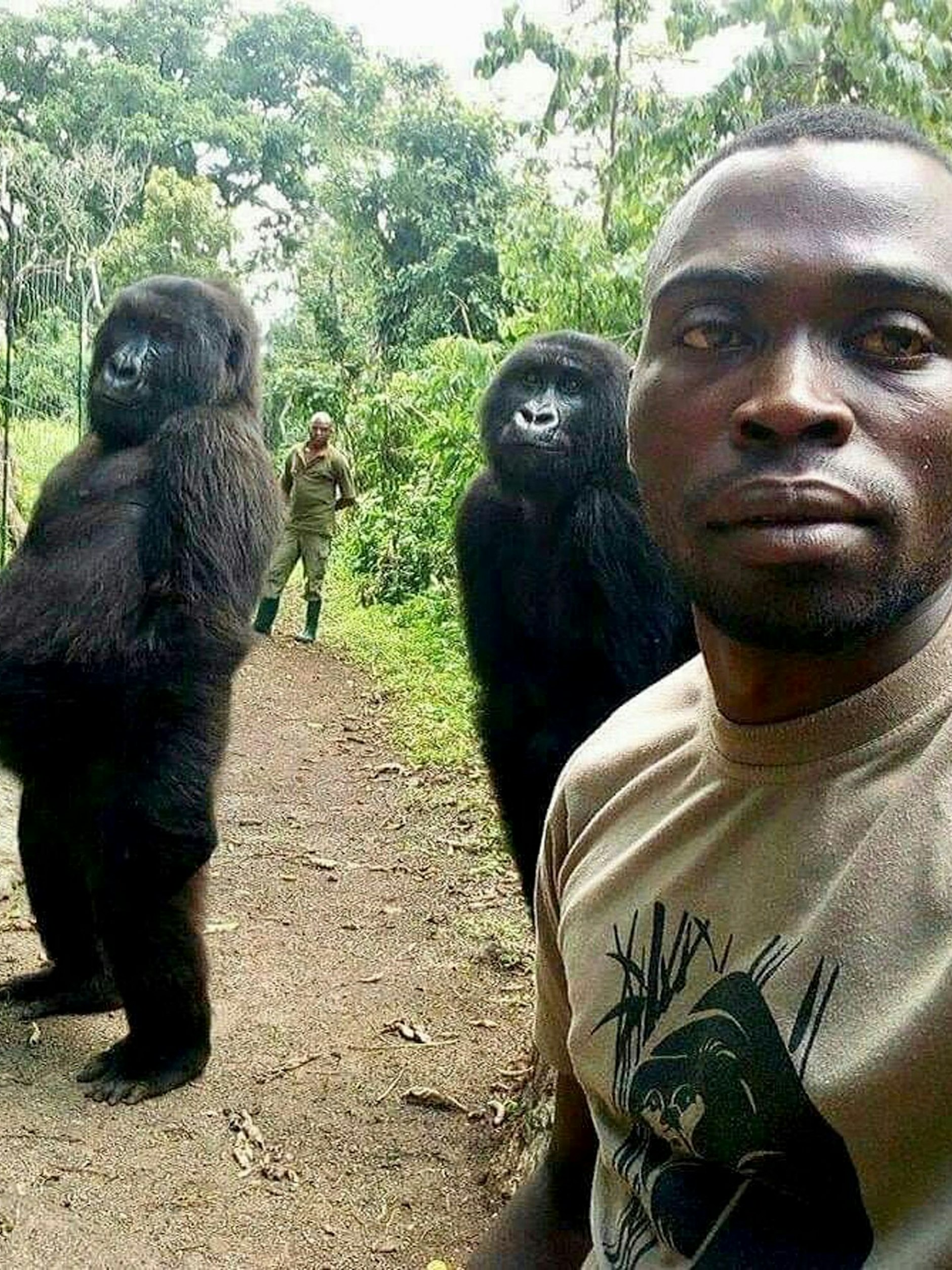 Mathieu Shamavu, Ranger und Pfleger im Senkwekwe Center for Orphaned Mountain Gorillas, posiert für ein Foto mit den verwaisten Gorillaweibchen Ndakasi (l.) und Ndeze im Senkwekwe Center for Orphaned Mountain Gorillas im Virunga-Nationalpark.&nbsp;