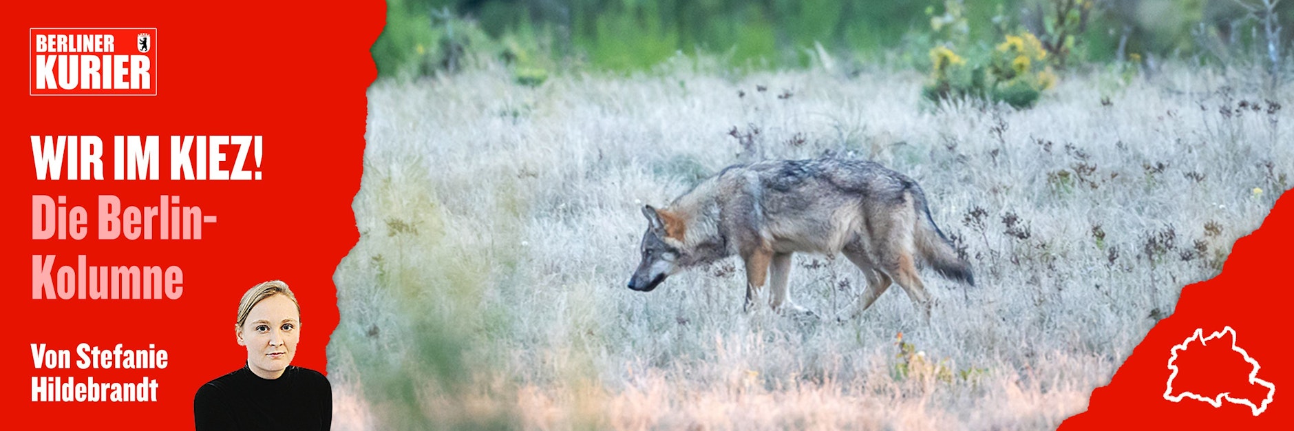 Ein Wolf streift durch die Kernzone der Döberitzer Heide.