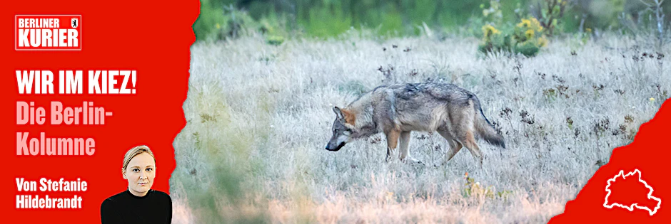 Ein Wolf streift durch die Kernzone der Döberitzer Heide.