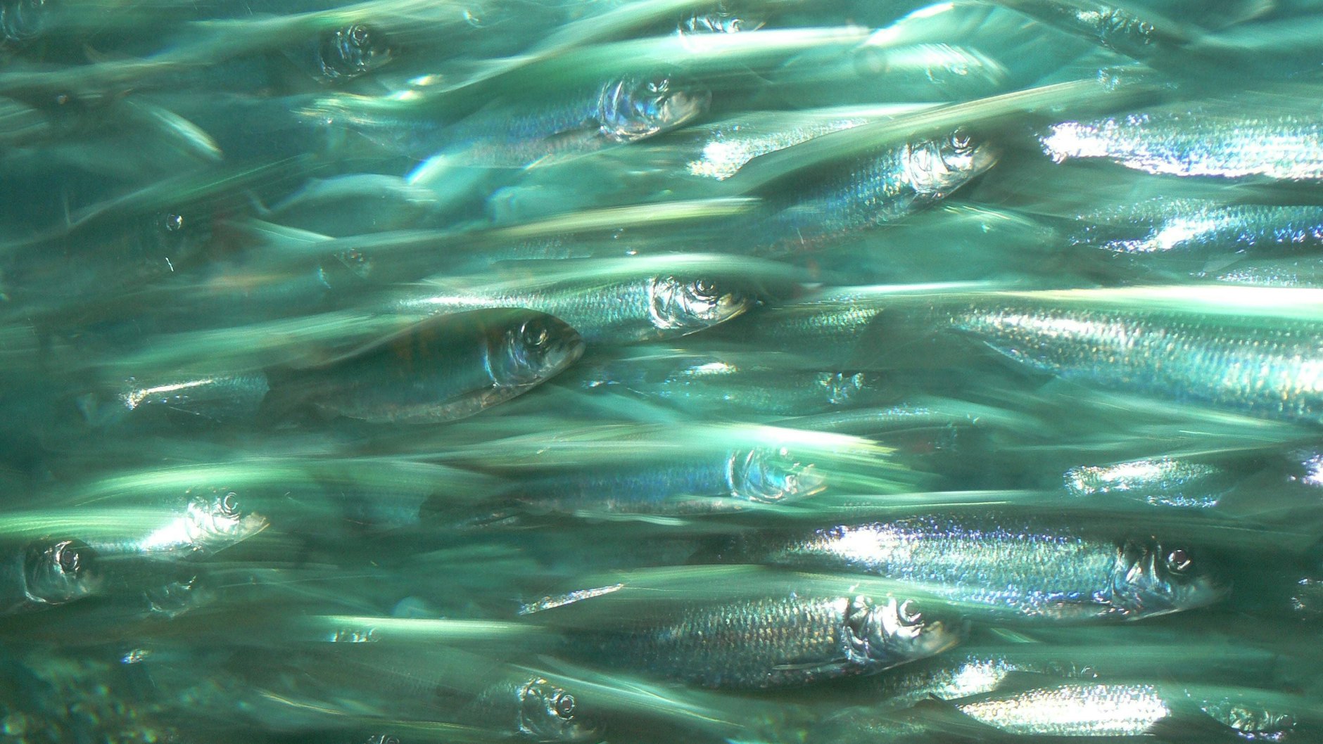 Hering wird seltener und teurer.