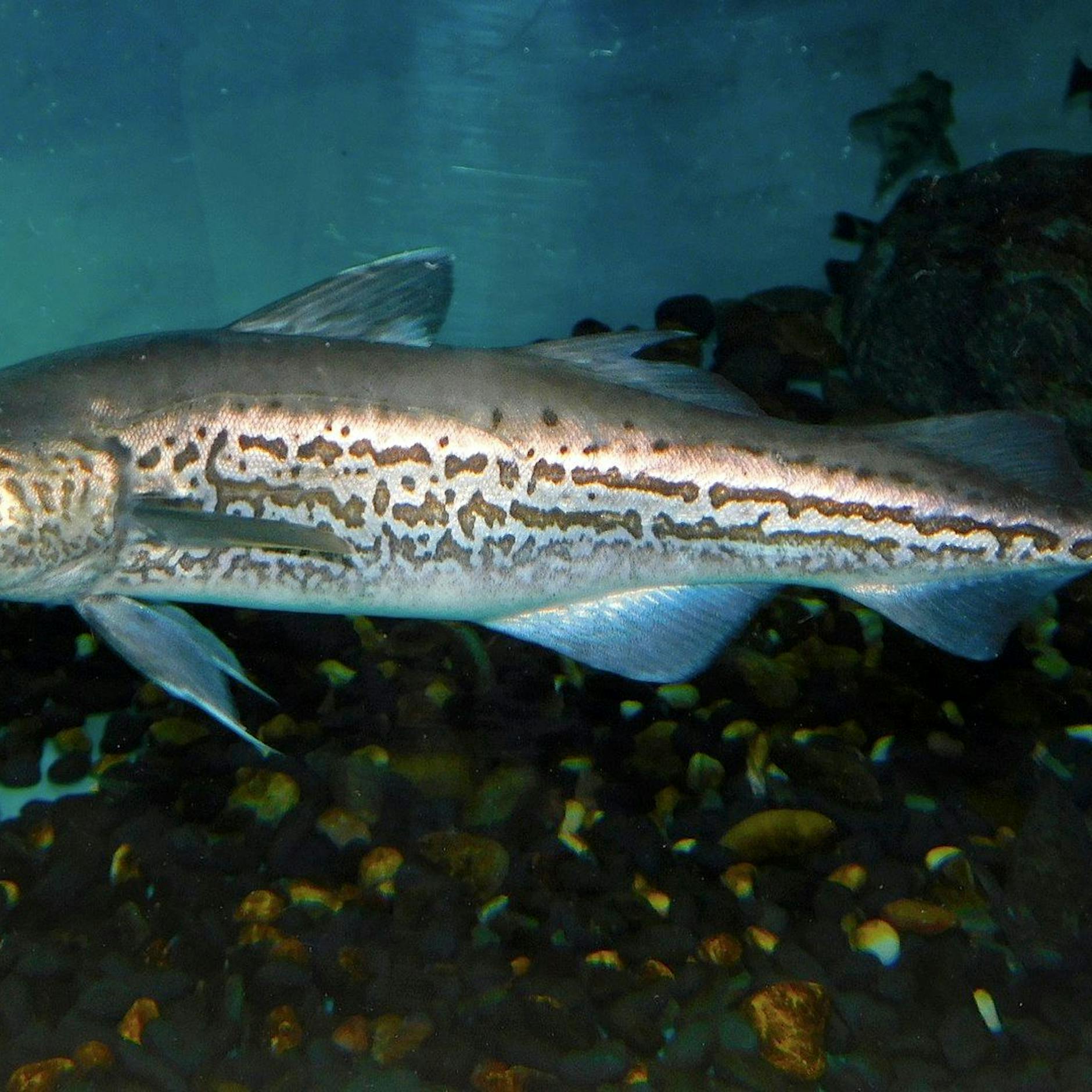 Der irre Zoll-Krieg um Fisch, der 60 Meter Eisenbahn fährt