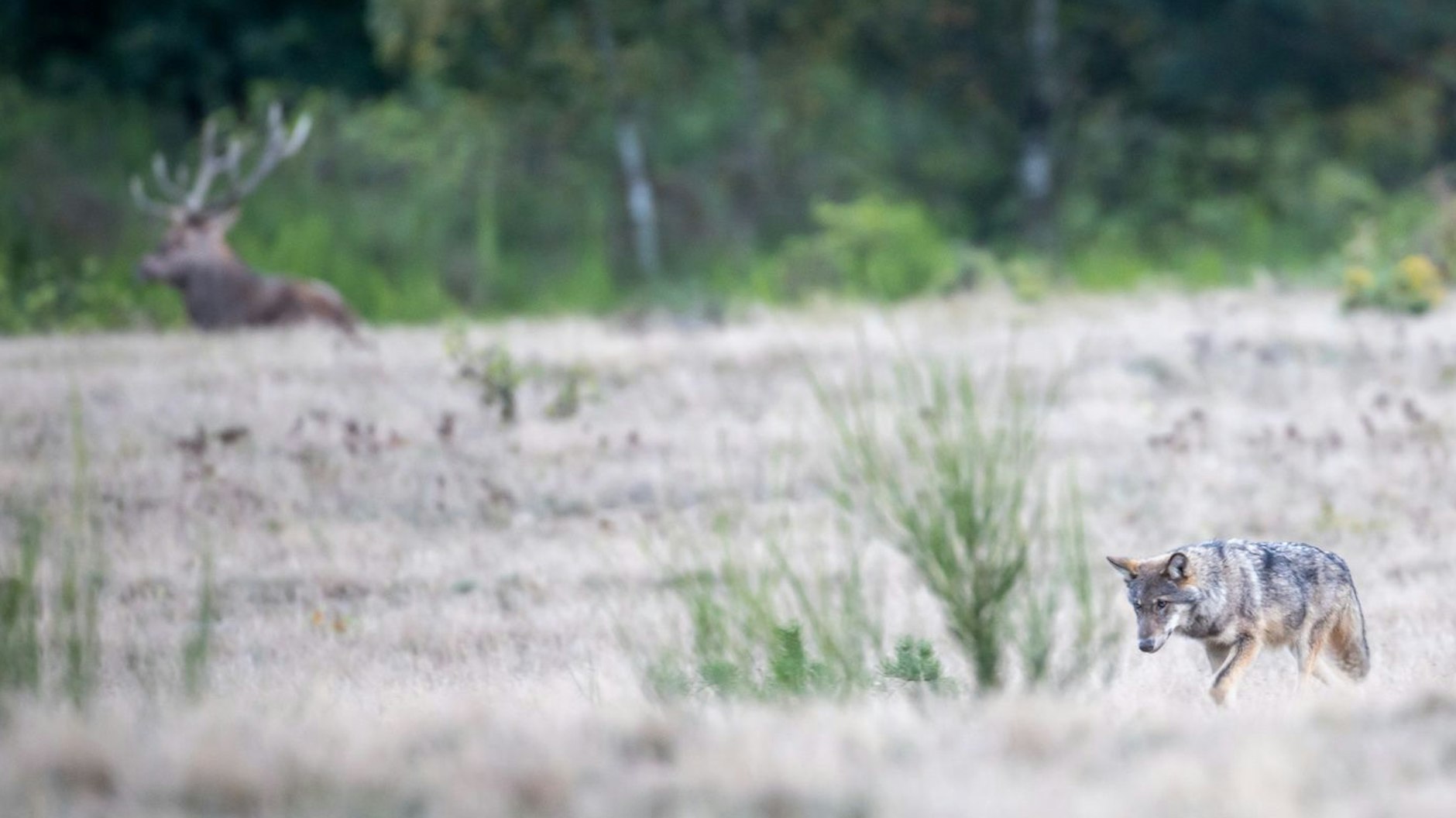 Ein besonderes Foto – nicht nur wegen des Wolfes, sondern weil in seiner Nähe auch noch ganz entspannt ein Hirsch ist.