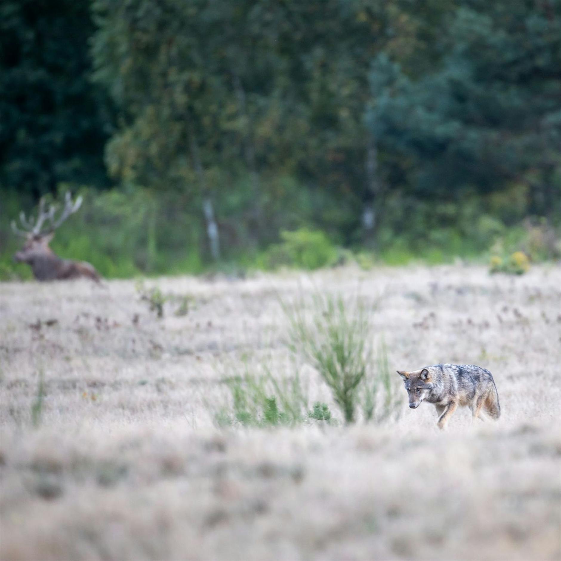 Berliner Umland: Wo wilde Wölfe leben und nebenan Kinder spielen
