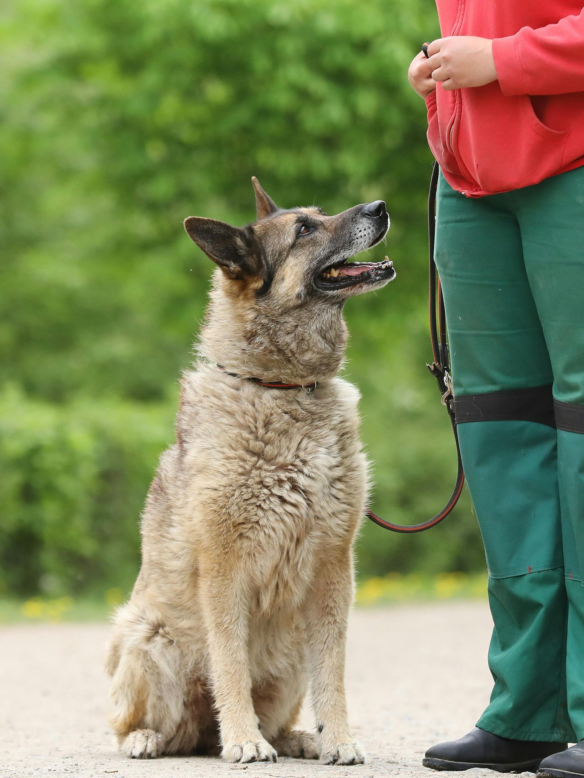 Tinga ist eine liebe Hündin, sitzt aber schon länger als 3000 Tage im Tierheim!