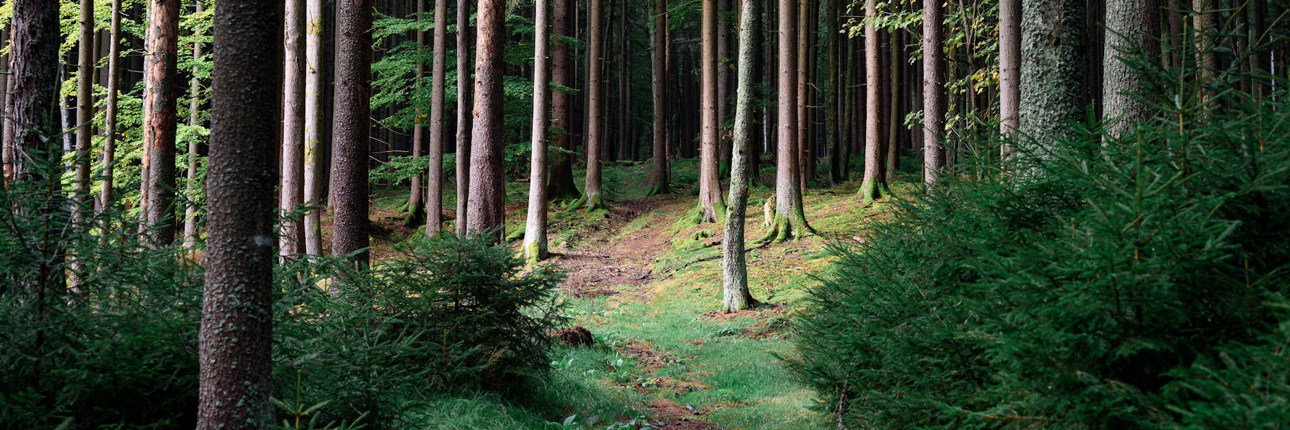 Ein Waldweg in der Nähe des Fundortes der wiedergefunden Julia. Der Wald kann beides sein, unheimlich und ein Freund.