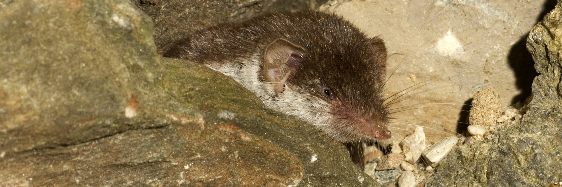 Laut Erkenntnissen von Forschern kommt das Borna-Virus von der Feldspitzmaus, die in Mitteleuropa weit verbreitet ist.