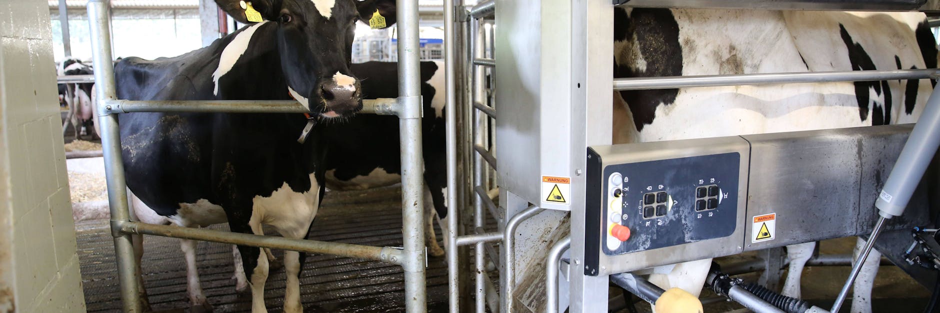 Anstehen zum digital gesteuerten Melken. Geht hier was schief und ist der Bauer ausgefallen, muss der Betriebshelfer technisch fit sein