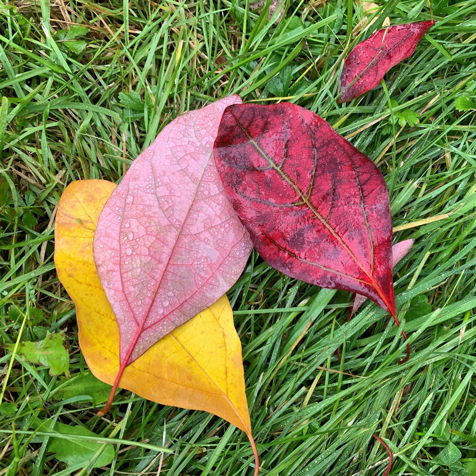 Der Herbst in einfach schön bunt.