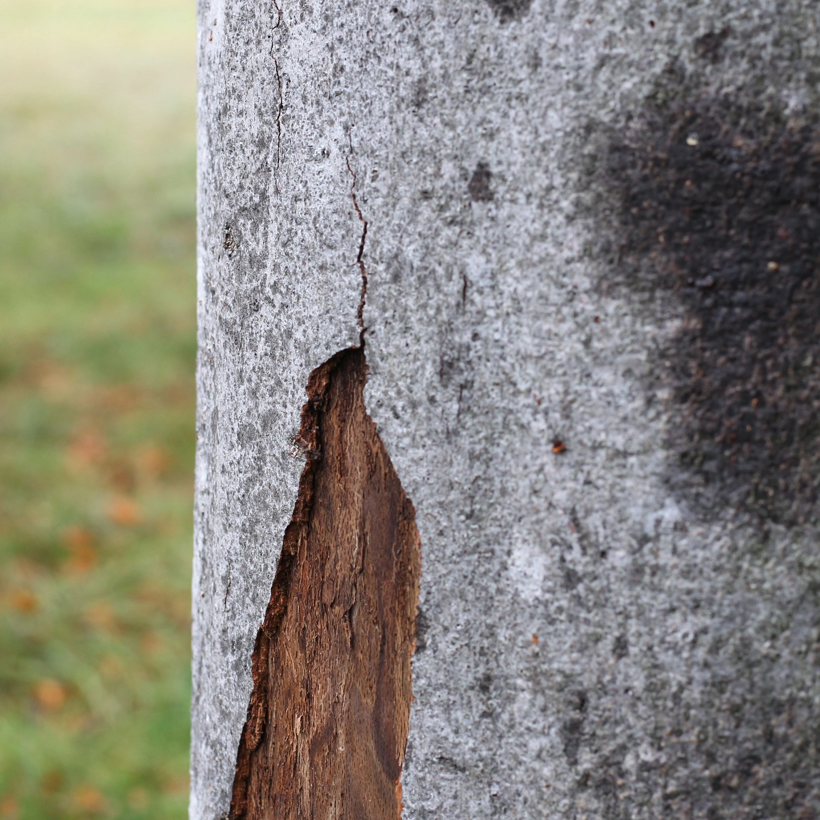 Eigentlich ist die Rinde der Buche glatt wie Beton, doch hier sind überall Risse und winzige Bohrlöcher von Insekten zu erkennen.&nbsp;