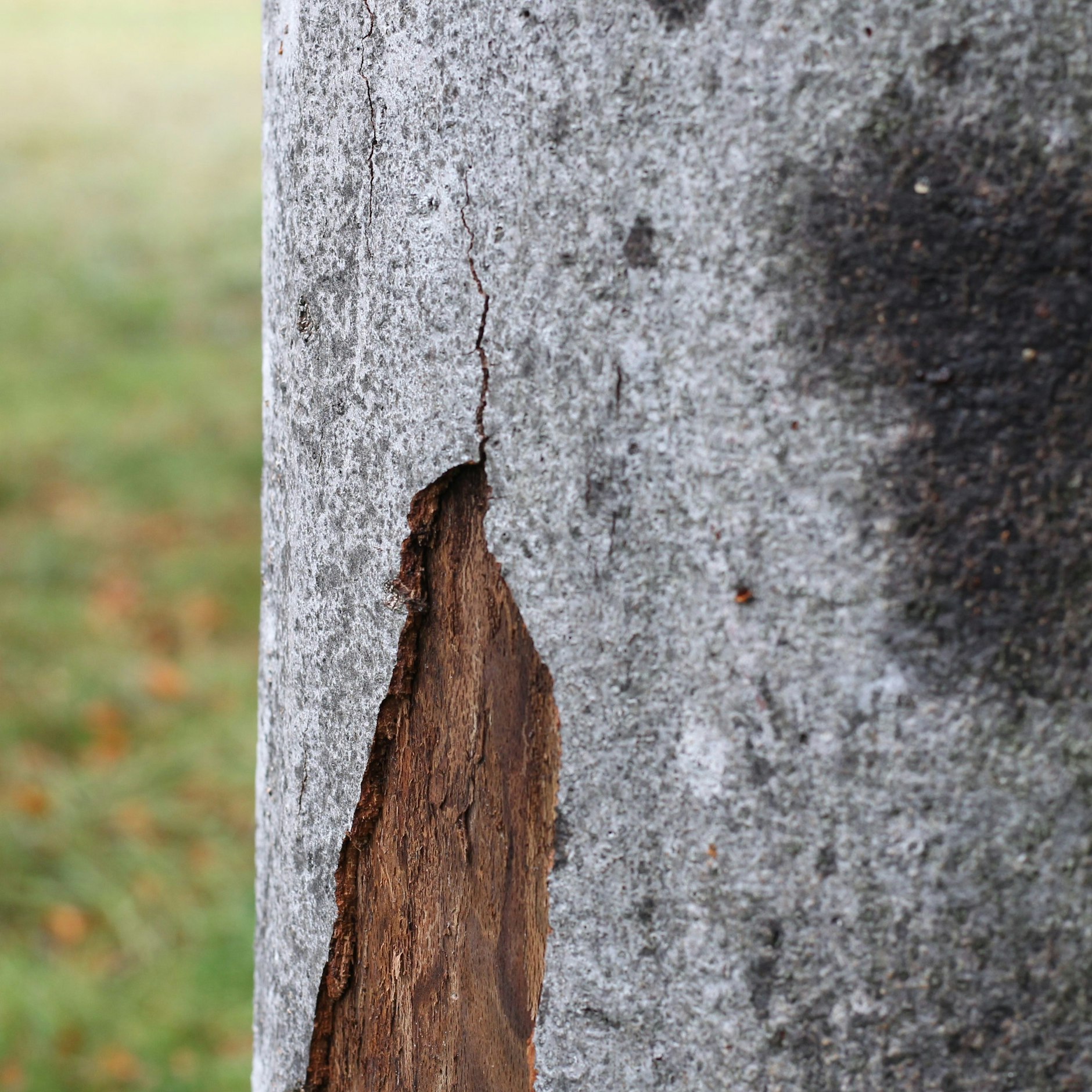 Eigentlich ist die Rinde der Buche glatt wie Beton, doch hier sind überall Risse und winzige Bohrlöcher von Insekten zu erkennen. 