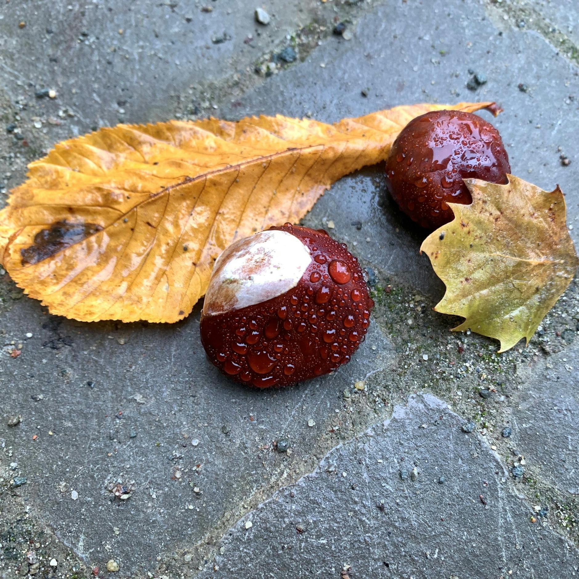 Kastanien in Sanssouci.