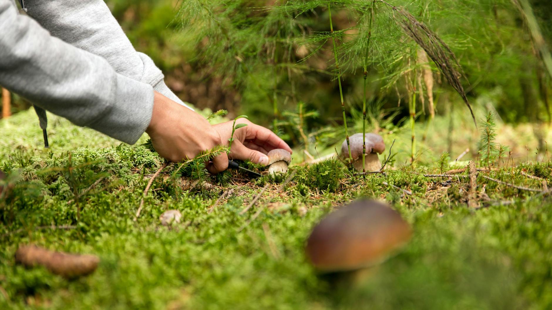 Pilze sammeln im Wald – die Saison in den Wäldern Berlins und Brandenburgs beginnt jetzt. Eine neue Pilzart ist in Brandenburg heimisch geworden. 