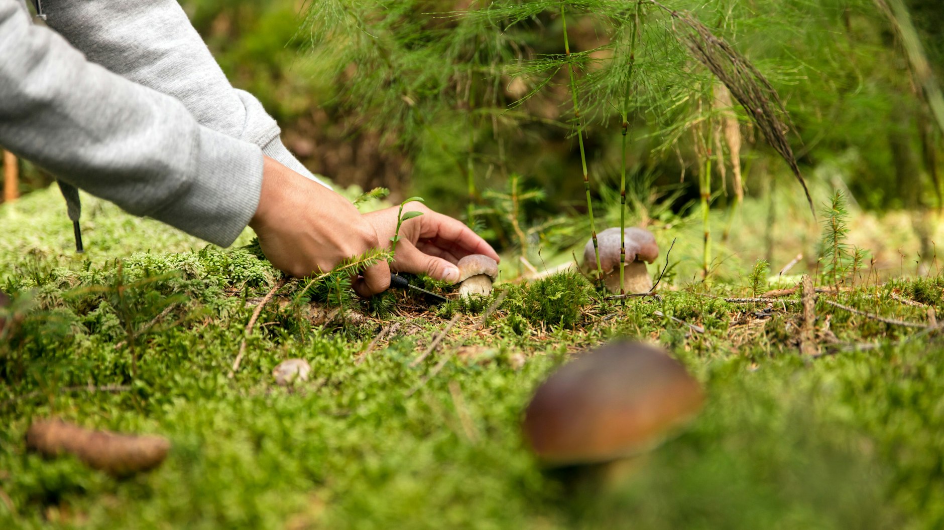 Pilze sammeln im Wald – die Saison in den Wäldern Berlins und Brandenburgs beginnt jetzt. Eine neue Pilzart ist in Brandenburg heimisch geworden.&nbsp;