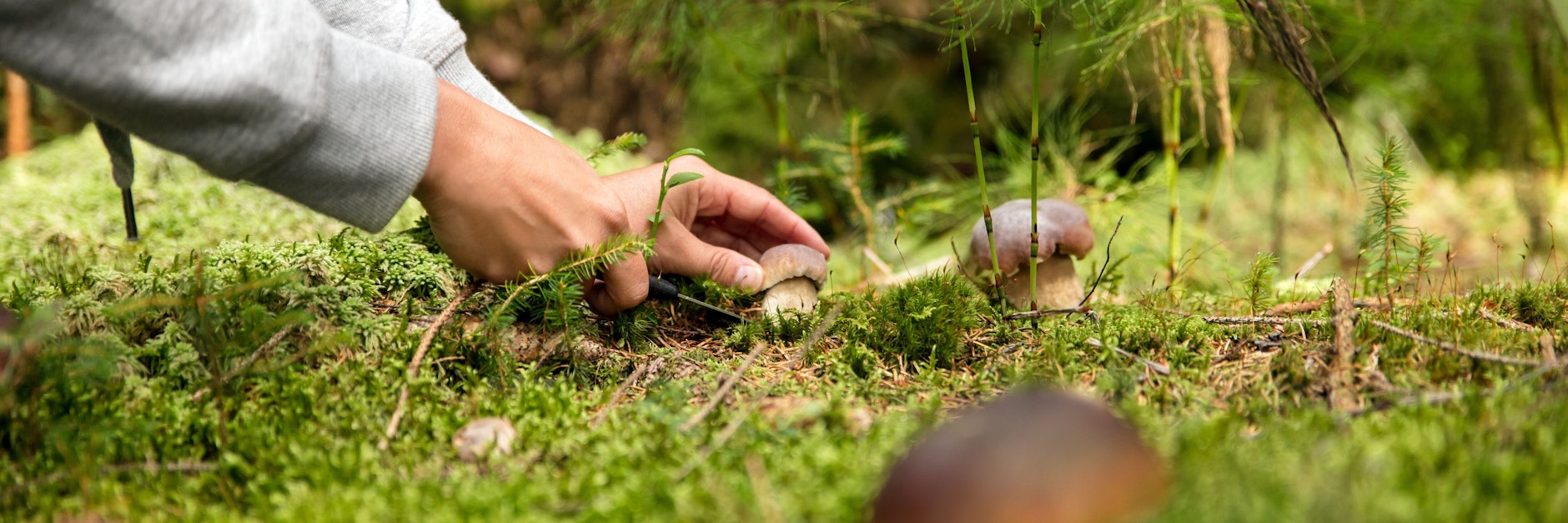 Pilze sammeln im Wald.