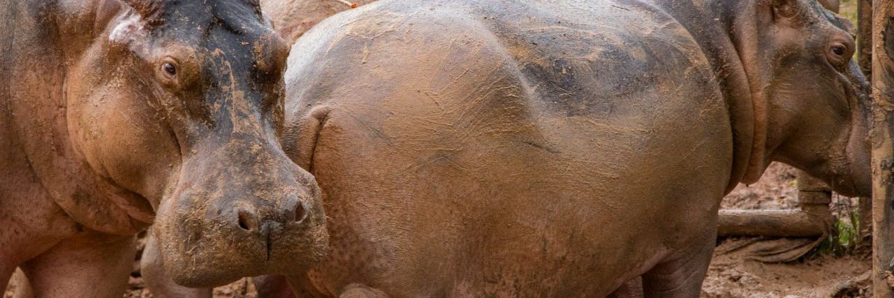 Nilpferde auf der ehemaligen Farm des Drogenbarons Pablo Escobar. Nach dessen Tod 1993 wurden die Tiere weiter gehalten, vermehrten sich zu einer 80-köpfigen Herde. 