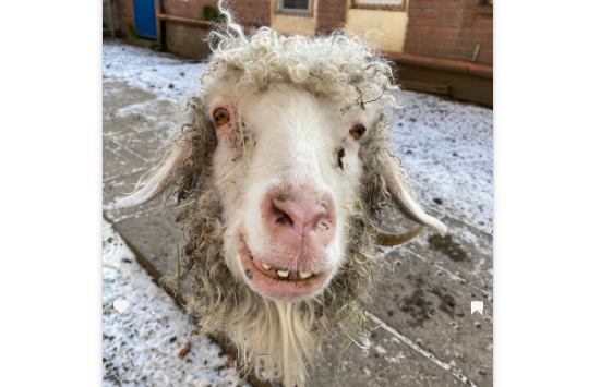 Image - Putzig: Gucken Sie mal, wie süß Ziege „Frau Holle“ lächeln kann!