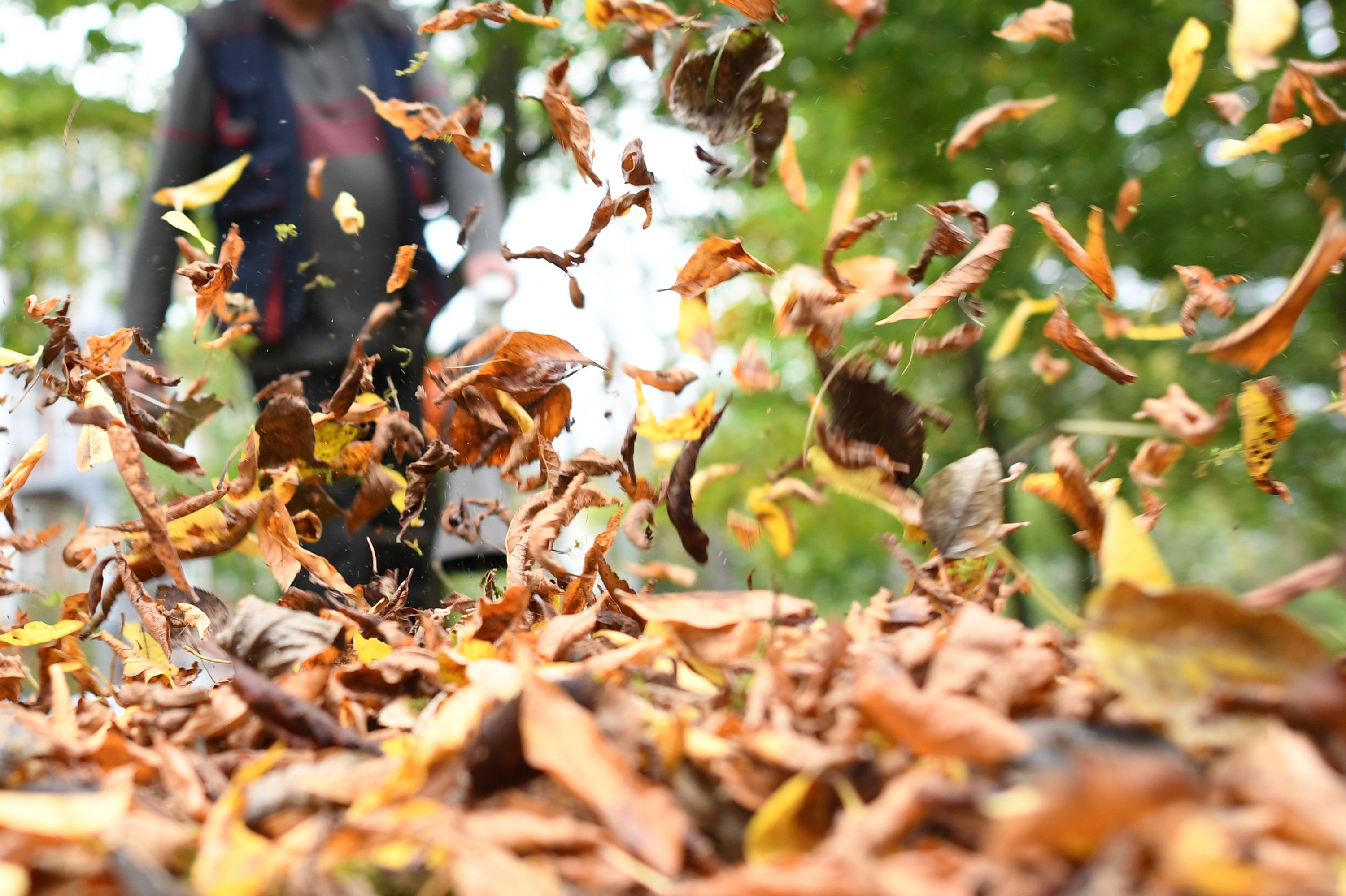Mit Orkanstärke: So tödlich sind Laubsauger und Laubbläser für Tiere!