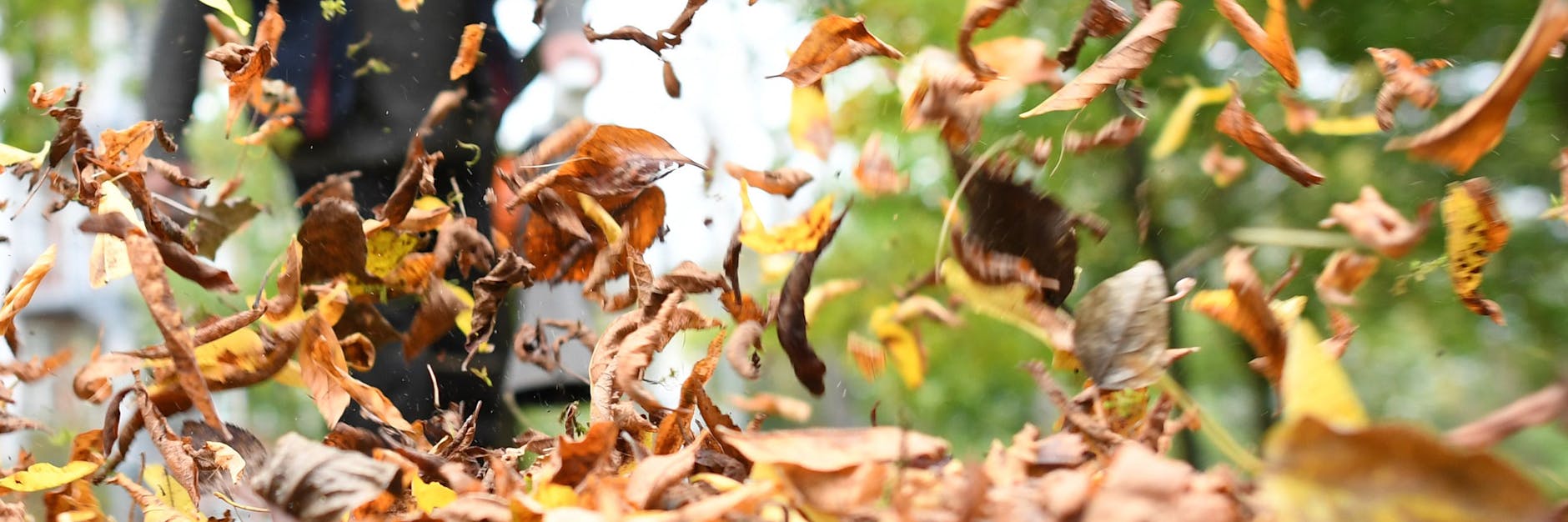 Laubbläser und Laubsauger erleichtern zwar die Arbeit, dafür sind sie aber gefährlich für kleine Wildtiere. 