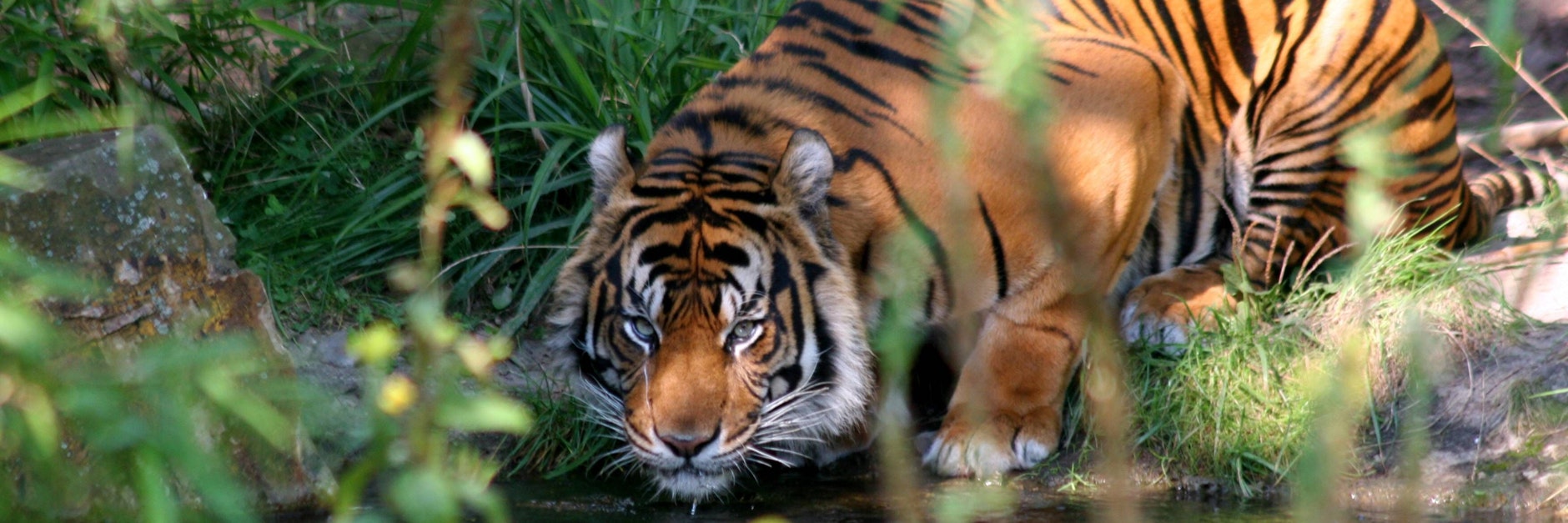 Ein Sumatra-Tiger soll zwei Menschen in Indonesien getötet haben.