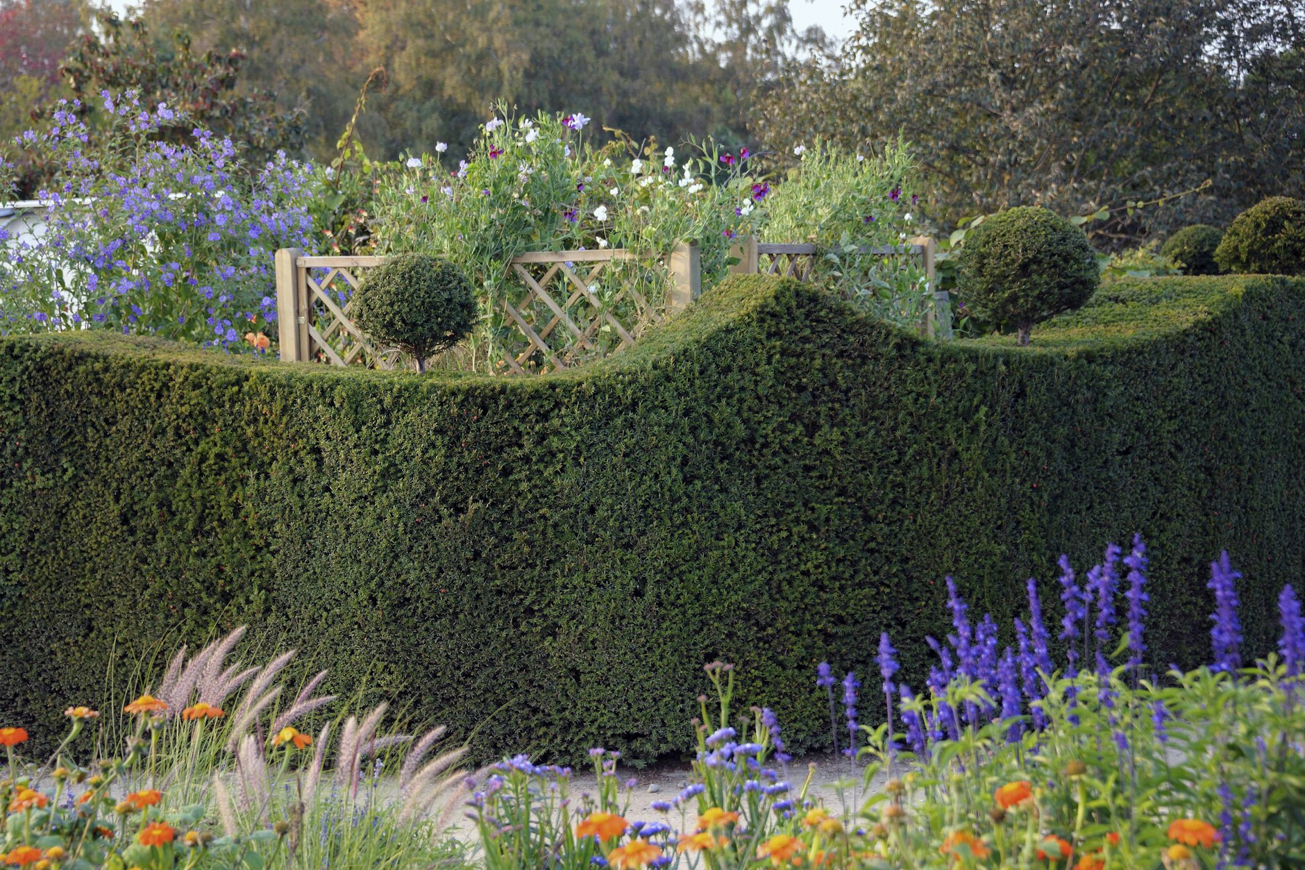 Volles Programm Sichtschutz: Kunstvoll rasierte Eibenhecke mit Kugelelementen und rankenfreundlichem Spalier. Da schaut man gerne weg.
