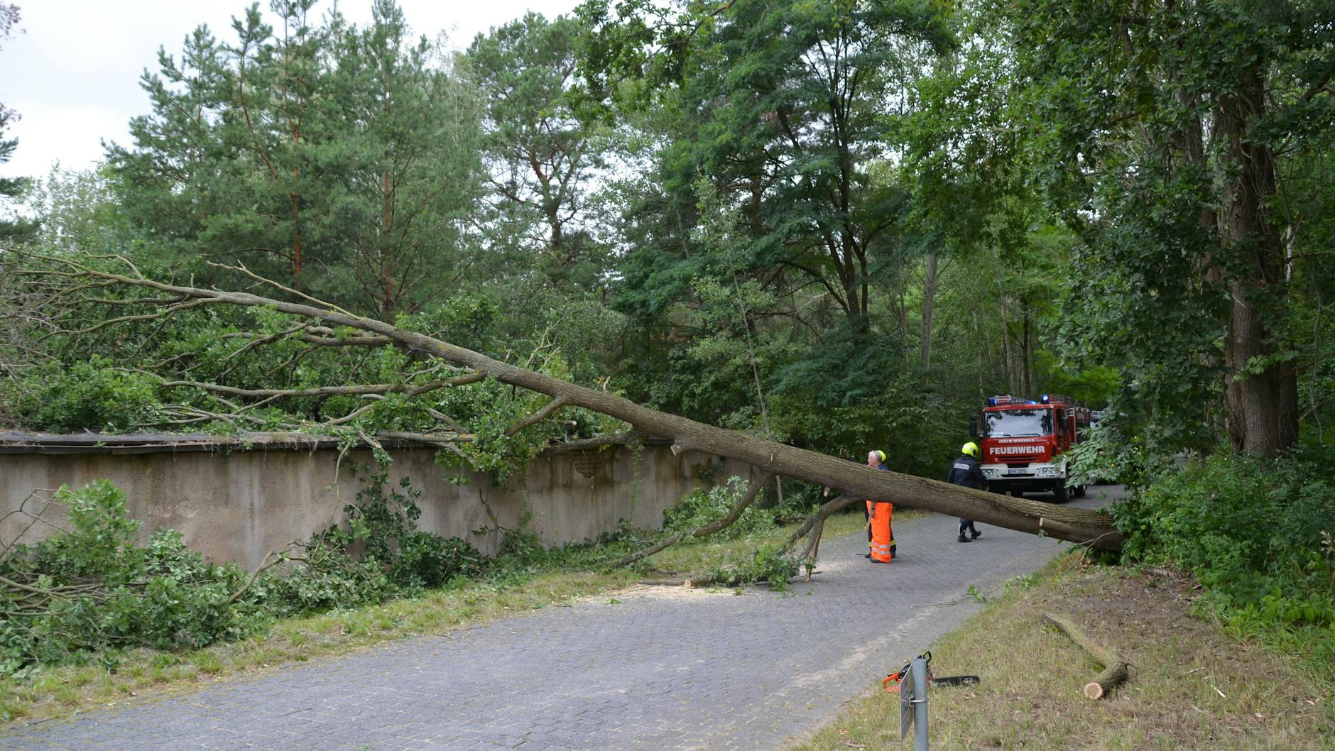Überall in Brandenburg ließ der Sturm Äste umkippen.