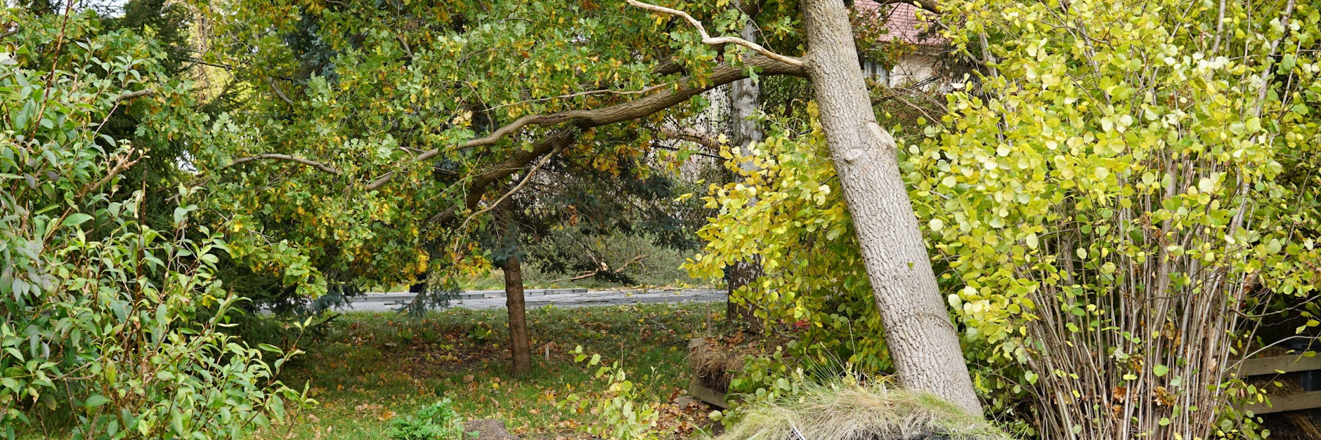 Ein entwurzelter Baum in der Lausitz. Noch sind nicht alle Sturmschäden behoben.