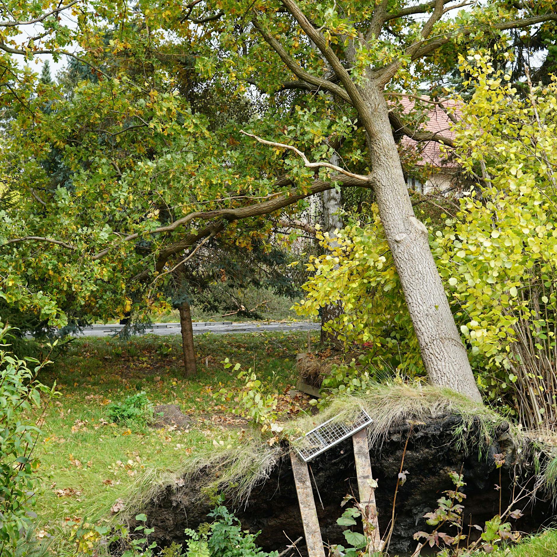 Wetter-UPDATE nach dem Monster-Orkan: Warnung vor gefährlichen Sturmschäden in Parks +++ Frost-Schock ereilt Berlin und Brandenburg