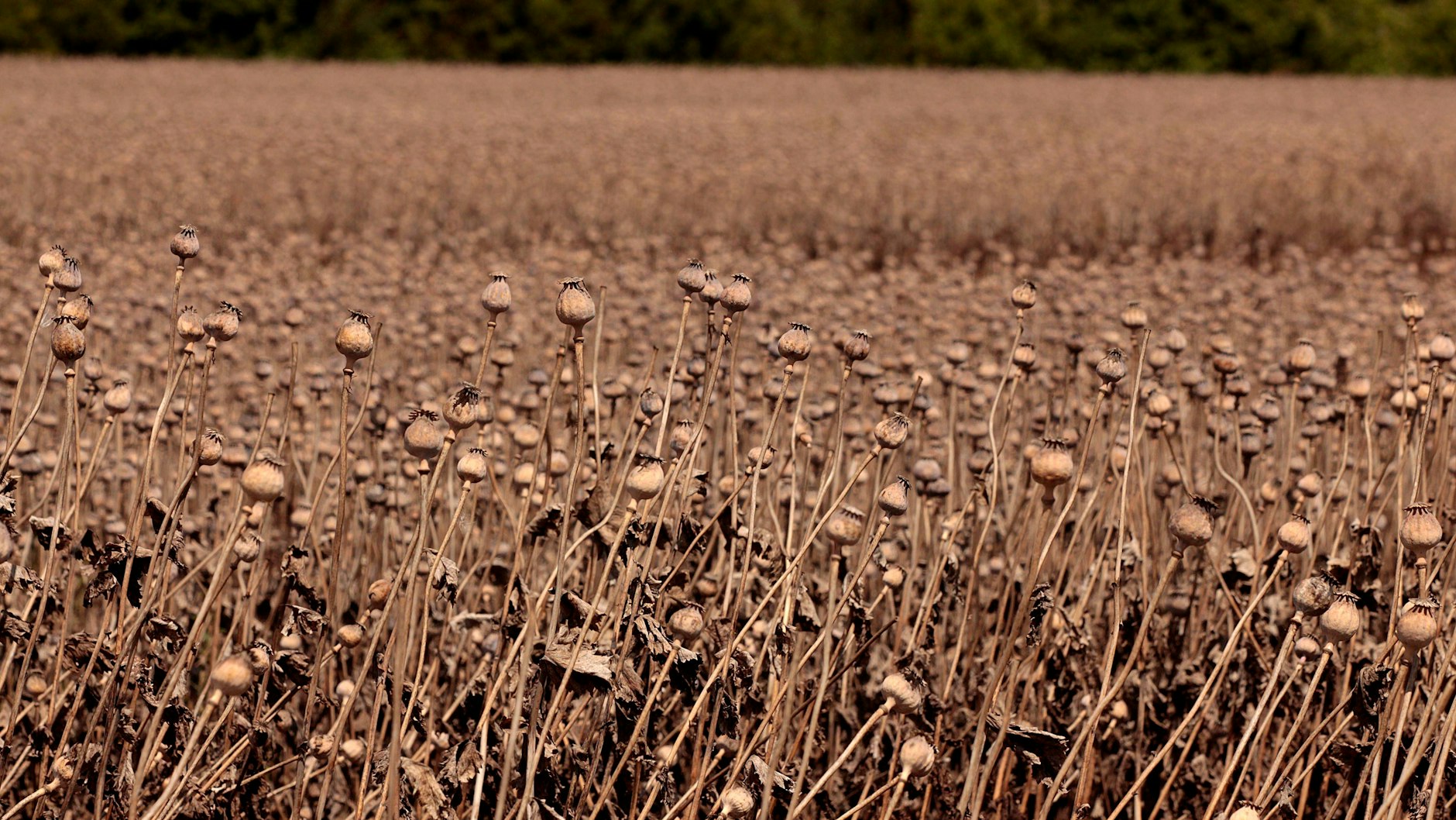 Ein Feld mit Schlafmohn in Hessen. Die gesamte Pflanze enthält berauschende Substanzen.