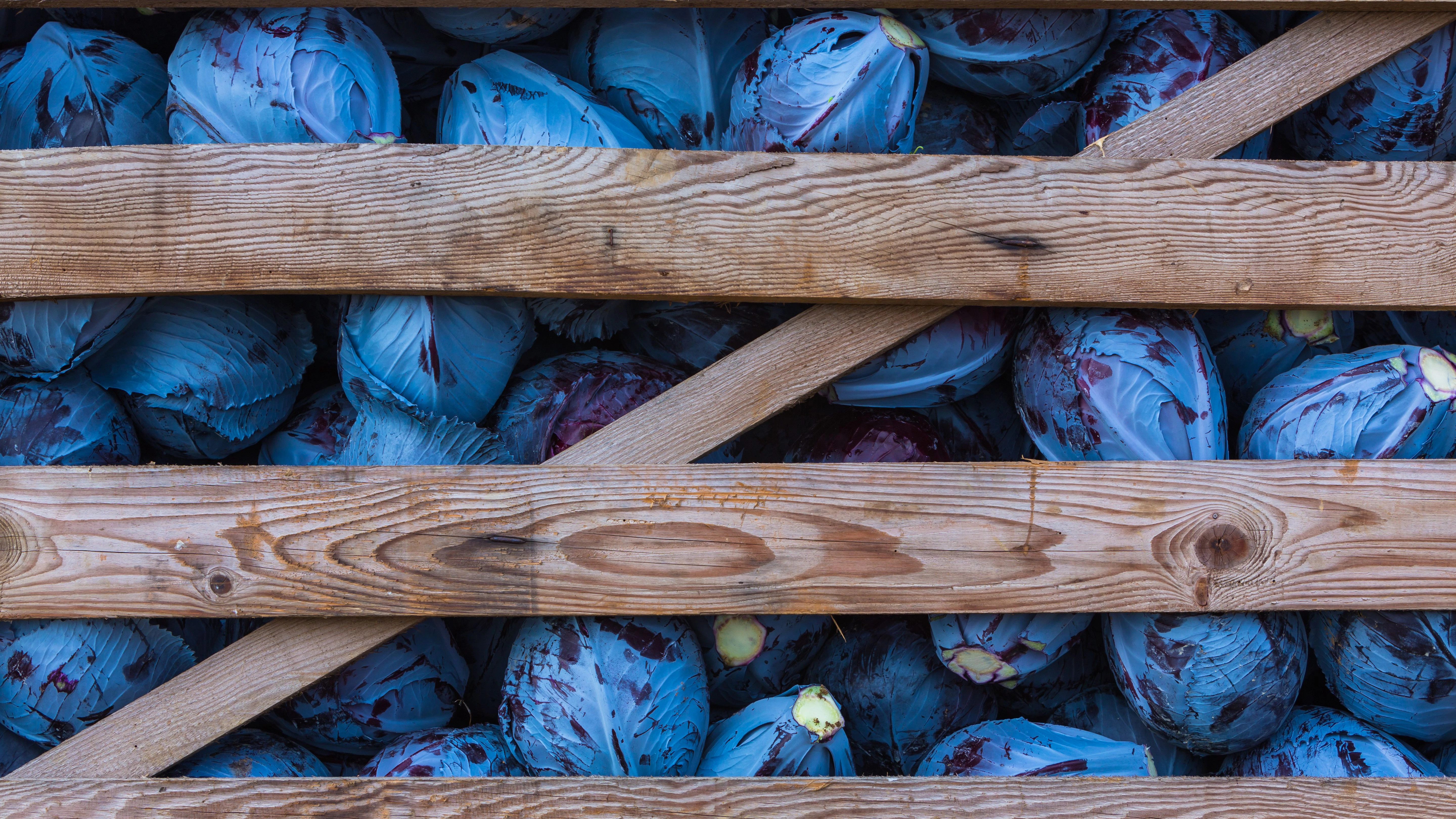 Dieser Rotkohl sieht frisch geerntet durchaus nach Blaukraut aus.