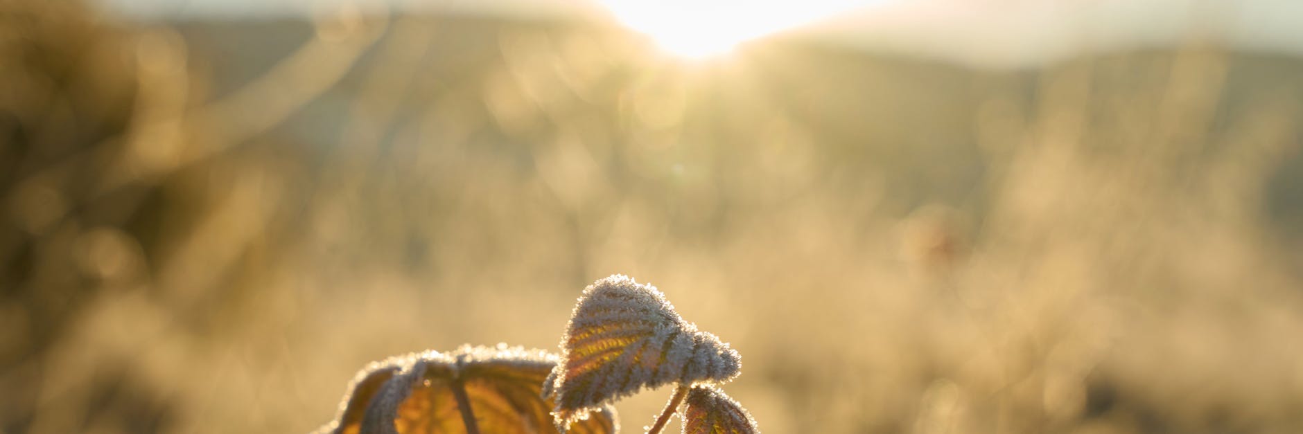 Raureif in der Morgensonne