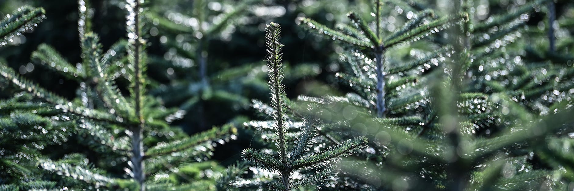 Nordmanntannen sind die beliebtesten Weihnachtsbäume der Deutschen. 