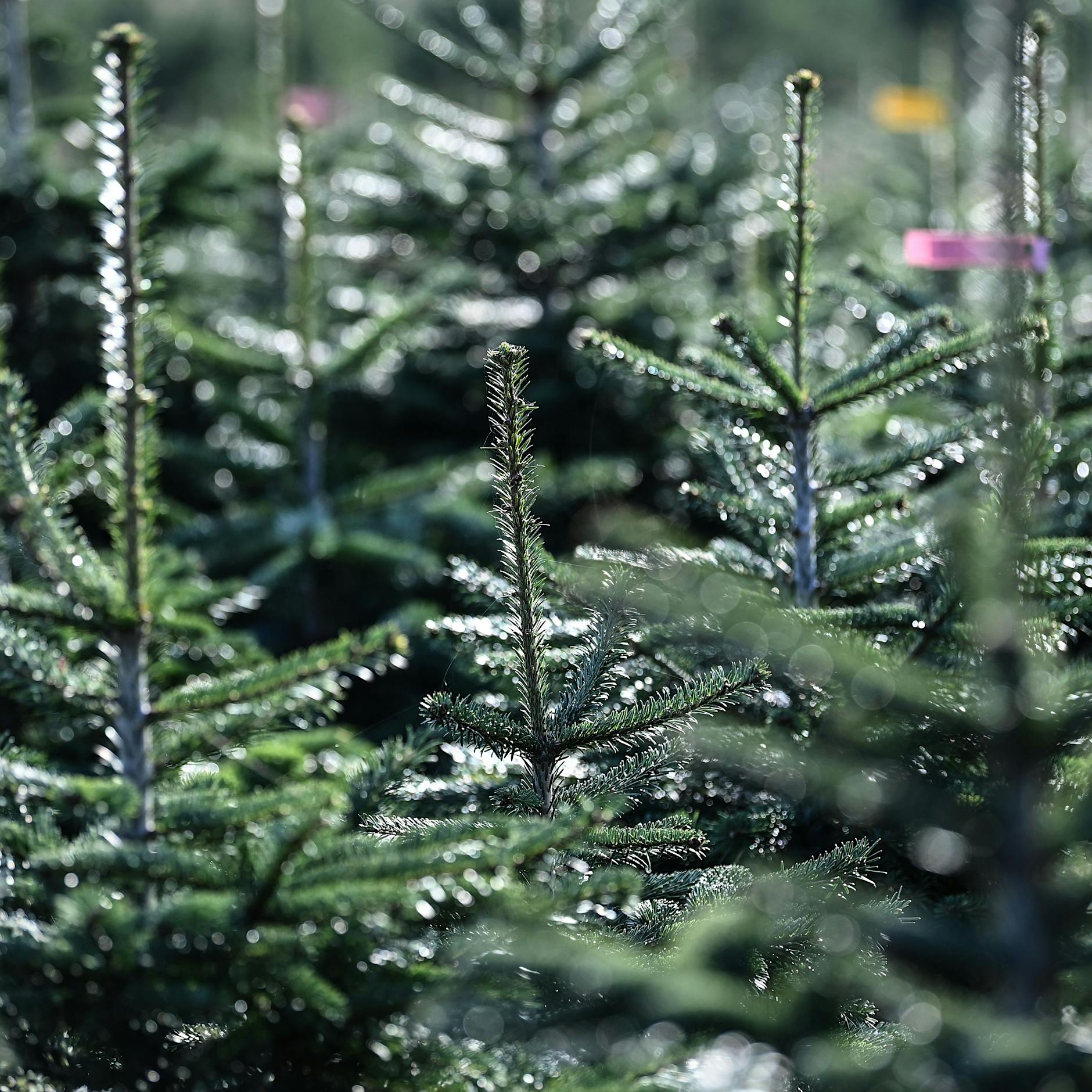 Zwei Monate vor Heilig Abend: So teuer wird der Weihnachtsbaum in diesem Jahr