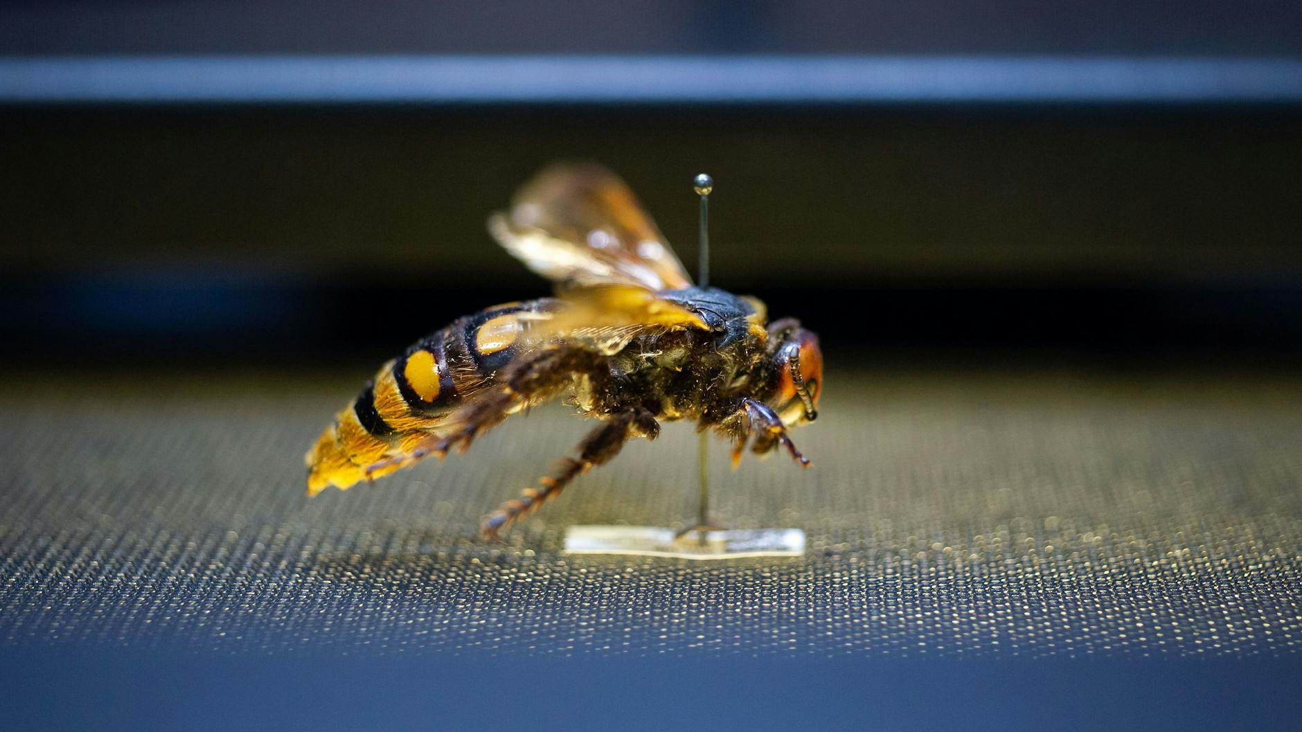 Die gelbköpfige Dolchwespe ist eins von 30 Millionen Objekten im Naturkundemuseums, das eingescannt wird.
