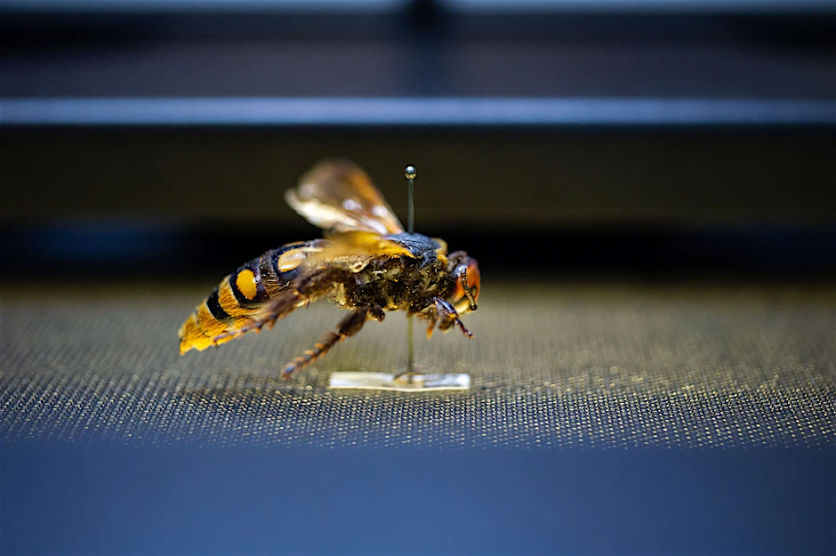 Die gelbköpfige Dolchwespe ist eins von 30 Millionen Objekten im Naturkundemuseums, das eingescannt wird.
