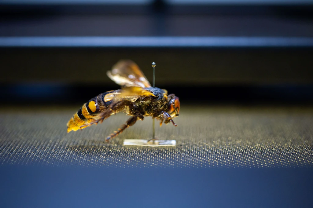 Mehr als Dino-Knochen: Wie das Naturkundemuseum 500.000 Insekten einscannt